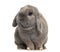 Cute Holland Lop rabbit