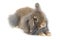 Cute Holland Lop rabbit isolated