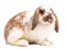 Cute Holland lop rabbit isolated on white background.