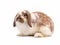 Cute Holland Lop rabbit sitting isolated on white background.