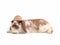 Cute Holland lop rabbit wearing hat and lying isolated on white background.