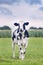 Cute Holstein-Friesian calf in a green Dutch meadow