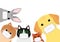 Cute home pet animals group with medical masks