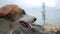 Cute homeless dog portrait at sea shore background. Hd, slowmotion.