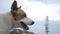 Cute Homeless Dog Portrait at Sea Shore Background. HD, Slowmotion.