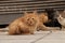 Cute homeless kitten sadly sits with her friends on path in the middle of Nikosia, capital city of Cyprus. Young redheaded felis