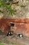 Cute homeless kittens near a brick house, homeless animal theme
