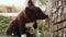 Cute homeless puppy lies on the grass in the countryside on sunset sniffing a tree