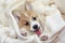 Cute homemade corgi puppy lies in a white fluffy blanket funny sticking your tongue out