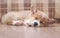 Cute homemade puppy of corgi sleeps peacefully on wooden floor in the house stretched out small paws