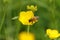 A cute Honey Bee, Apis mellifera, collecting pollen from a buttercup flower in a meadow.