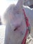 cute horse face in pink halter close-up