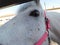 Cute horse face in pink halter close-up