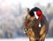 Cute horse in santa hat showing tongue