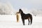 Cute horses on the snowy meadow