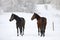 Cute horses on the snowy meadow