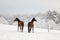 Cute horses on the snowy meadow