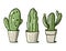 Cute house cactus in the pots. Hand drawn vector illustration. Flat cartoon style