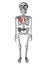 Cute human body skeleton with red heart