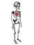 Cute human body skeleton with red heart