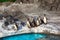 Cute Humboldt Penguins (Spheniscus Humboldt) in a zoo, Japan