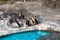 Cute Humboldt Penguins (Spheniscus Humboldt) in a zoo, Japan