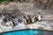 Cute Humboldt Penguins (Spheniscus Humboldt) in a zoo, Japan