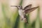 Cute humming bird