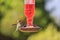 Cute humming bird