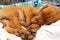 Cute hungarian 2 months old vizsla puppy sleeping in his comfy bed with white blanket.