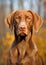 Cute Hungarian pointer dog portrait.(Vizsla)
