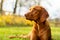 Cute hungarian vizsla dog in beautiful autumn garden. Happy vizsla pointer dog lying down outside side view portrait.