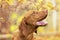 Cute hungarian vizsla puppy side view portrait in beautiful fall garden.