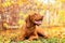 Cute hungarian vizsla puppy smiling in beautiful fall garden. Happy vizsla pointer dog lying down outside looking to the side.