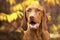 Cute hungarian vizsla puppy smiling portrait in beautiful fall garden. Happy vizsla pointer dog looking at camera in a park.