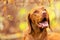 Cute hungarian vizsla puppy smiling portrait in beautiful fall garden. Happy vizsla pointer dog looking at camera in a park.