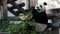 Cute hungry animal panda bear favorite food and enjoy the endangered life