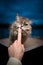 Cute hungry cat licking creamy snack off finger in blue hour