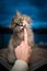 Cute hungry cat licking creamy snack off finger in blue hour