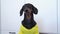 Cute hungry dachshund dog in yellow t-shirt barks asking for food from owner and licks its lips in anticipation of