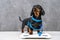 Cute hungry dachshund puppy Dog is wrapped in centimeter and stands on scales to make measurements, wants good shape so