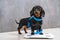 Cute hungry dachshund puppy wants good shape so follows diet and leads active lifestyle. Dog is wrapped in centimeter