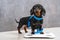 Cute hungry dachshund puppy wants good shape so follows diet and leads active lifestyle. Dog is wrapped in centimeter