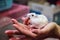 Cute hungry female Winter White Dwarf Hamster Winter White Dwarf, Djungarian, Siberian Hamster is on owner hand, biting her