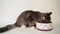 Cute hungry gray kitten eats from a lilac bowl on a white background.