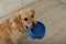 Cute hungry Labrador Retriever carrying feeding bowl in his mouth indoors, space for text