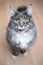 Cute hungry maine coon cat demanding food