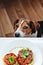 Cute hungry puppy sniff owner`s food on plate, funny moment