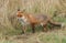 A cute hunting wild Red Fox, Vulpes vulpes, walking along the edge of a field.