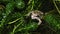 A cute hunting young Common Frog, Rana temporaria, sitting amongst the weed in a pond.